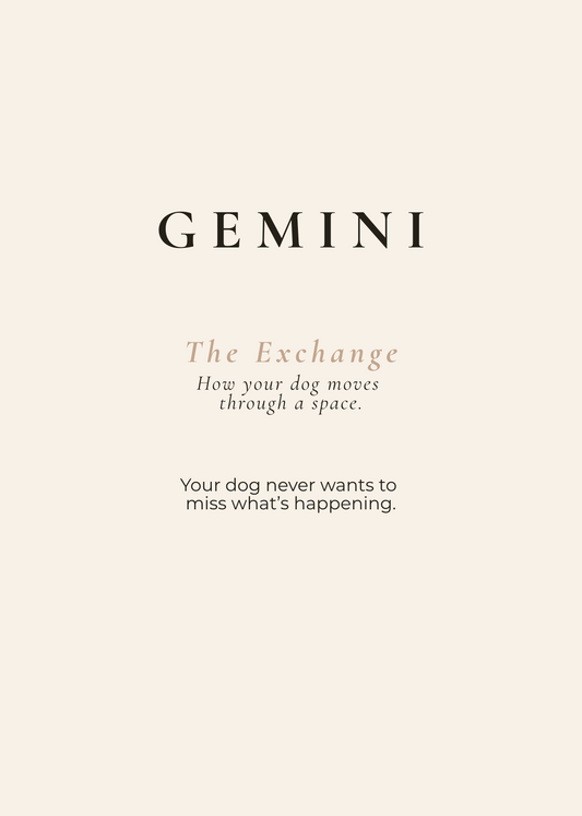 Gemini Archetype Set - The Exchange
