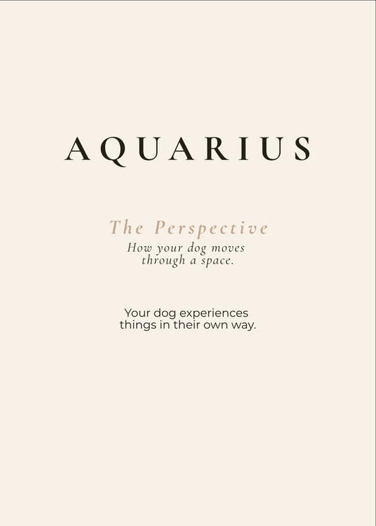 Aquarius Archetype Set - The Perspective